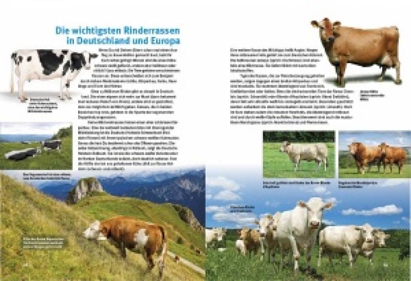 Preview: Entdecke die Kühe